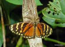 Papillon au menu - Costa Rica